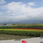 富田ファーム
