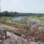 遅咲きの桜と思川