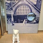 <span class="title">『RSSCシニアプロボノ研究会』活動報告2025－⑳　～近代的な渋谷だけでない、もう一つの渋谷を訪ねて～</span>