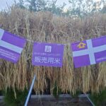 <span class="title">【プラチナコミュニティ研究会】千葉県南房総の耕作放棄地米の稲刈りを実施！</span>