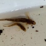 <span class="title">『RSSCシニアプロボノ研究会』活動報告2025-㉓ 第6回市民モニタリング ~秋に生息する水生生物の実態調査~</span> <span class="title">『RSSCシニアプロボノ研究会』活動報告2025-㉓ 第6回市民モニタリング ~秋に生息する水生生物の実態調査~</span>