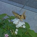 <span class="title">【Kissの会 第217回投稿】「大阪・関西万博と一頭の蝶」</span>