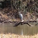 <span class="title">『RSSCシニアプロボノ研究会』活動報告2026－④　第7回市民モニタリング　～冬の生き物調査隊　沢とため池の調査～</span>