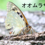 <span class="title">『RSSCシニアプロボノ研究会』活動報告2026－⑯　ネイチャーポジティブは、行動から始まる　～Wasserの森（長野県御代田町）でいきもの観察を実施～</span>
