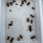 <span class="title">『RSSCシニアプロボノ研究会』 活動報告2026-⑲ 第9回市民モニタリング”夏の調査隊” ~小さな生き物が支える、田んぼの豊かな生態系~</span> <span class="title">『RSSCシニアプロボノ研究会』 活動報告2026-⑲ 第9回市民モニタリング”夏の調査隊” ~小さな生き物が支える、田んぼの豊かな生態系~</span>